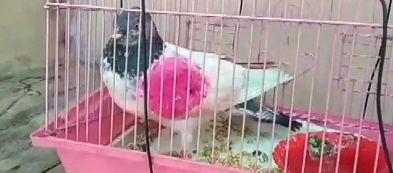 Περιστέρι στην Ινδία συνελήφθη για κατασκοπεία υπέρ του Πακιστάν